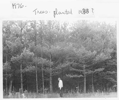 Trees Planted circa 1938. Photo taken in 1976.