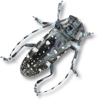 http://www.inspection.gc.ca/plants/plant-pests-invasive-species/insects/asian-longhorned-beetle/eng/1337792721926/1337792820836