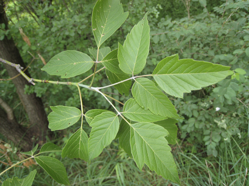 Invasive Plants – The Alton Grange…